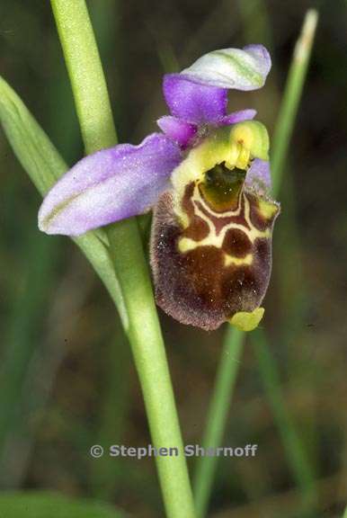ophrys scolopax 3 graphic
